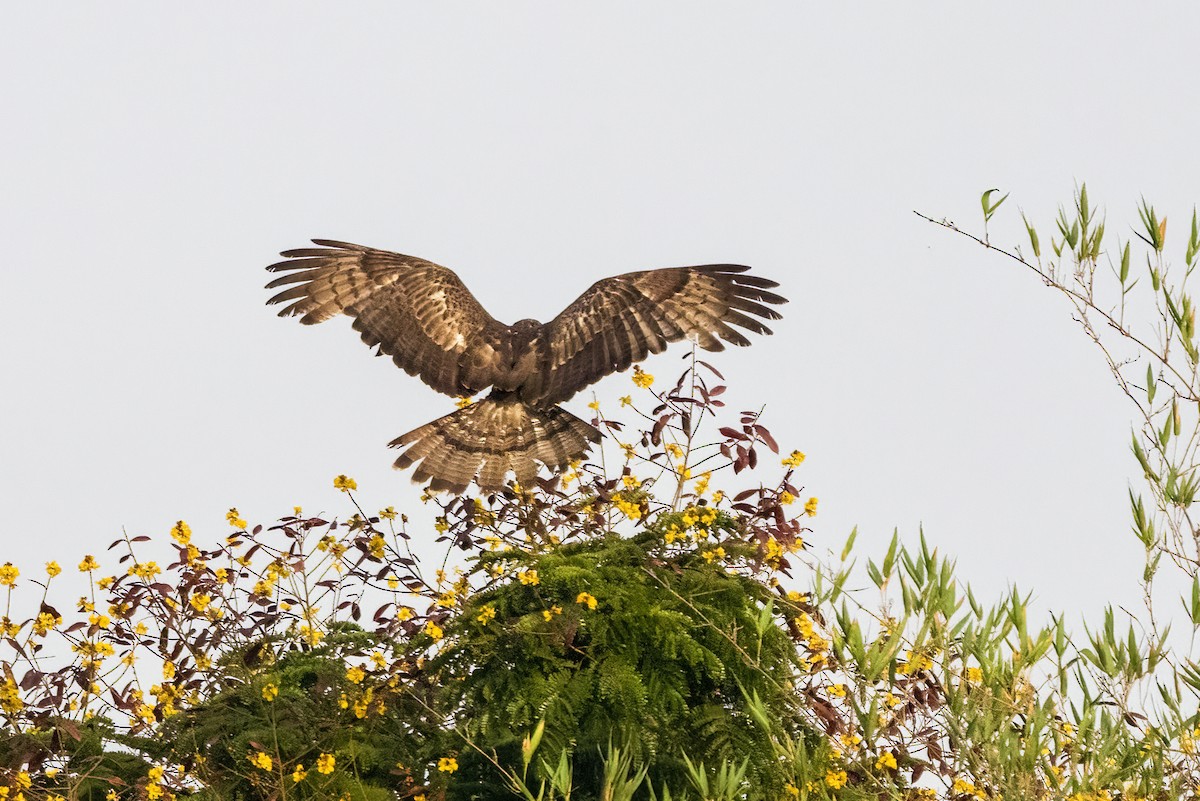 Oriental Honey-buzzard - Ravi Jesudas