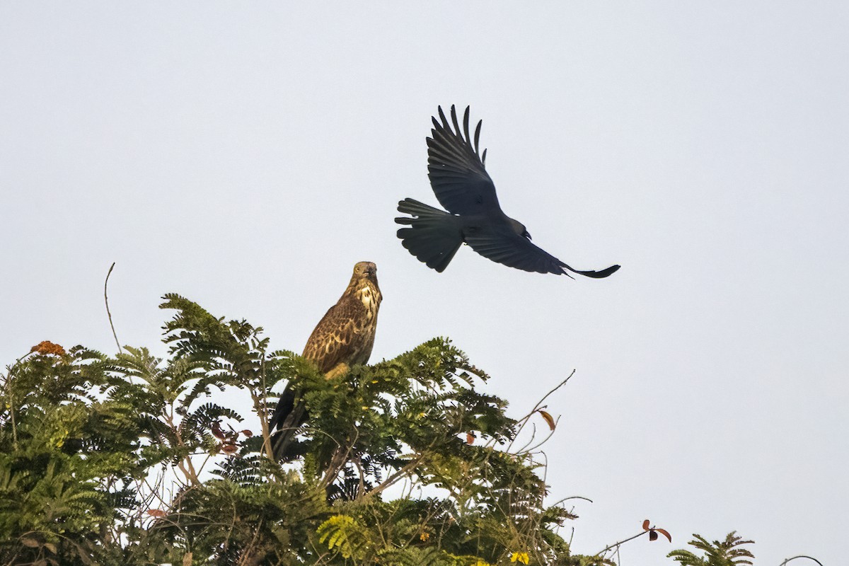 Oriental Honey-buzzard - Ravi Jesudas