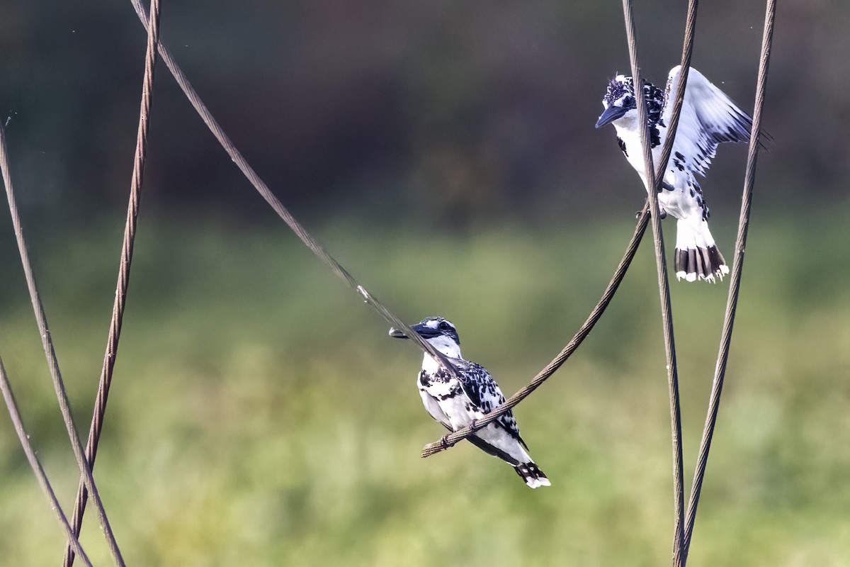 Pied Kingfisher - Ravi Jesudas