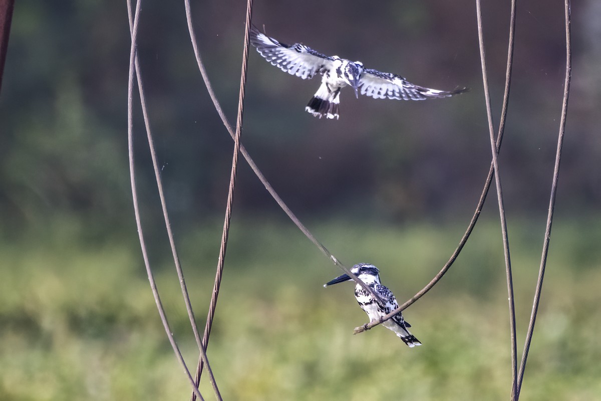 Pied Kingfisher - Ravi Jesudas