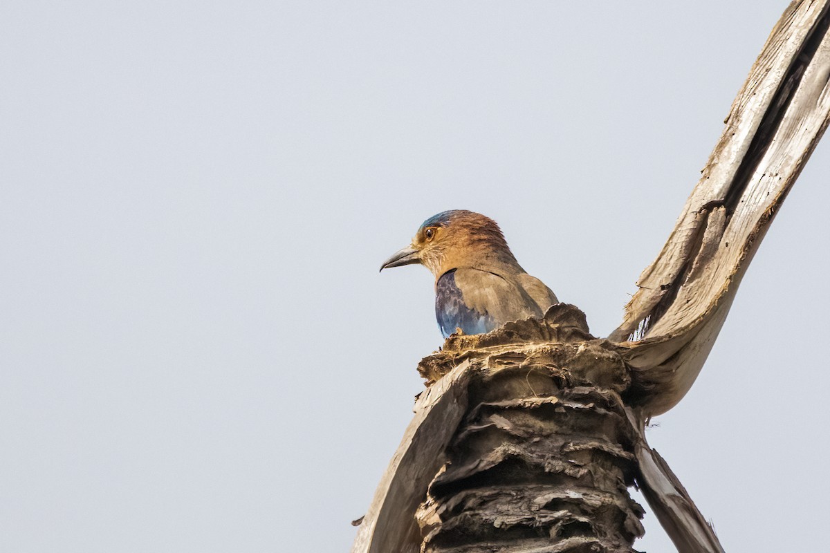 Indian Roller - ML618258331