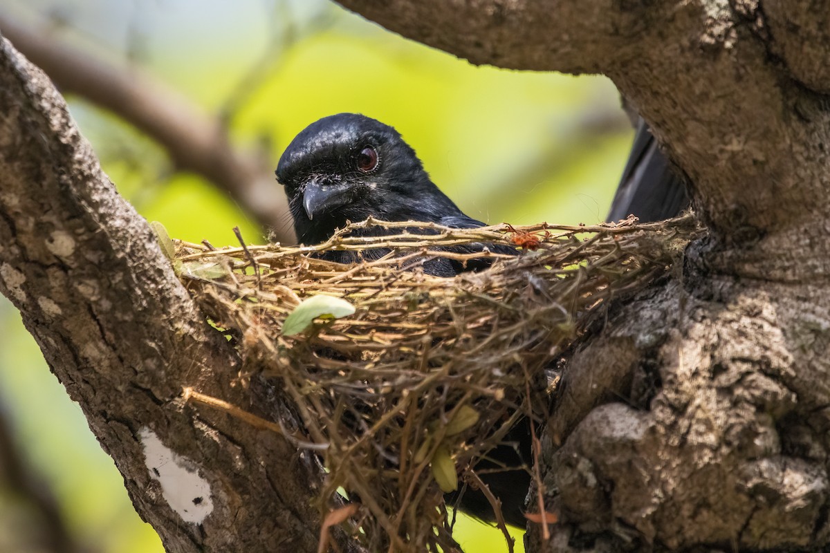 Black Drongo - Ravi Jesudas