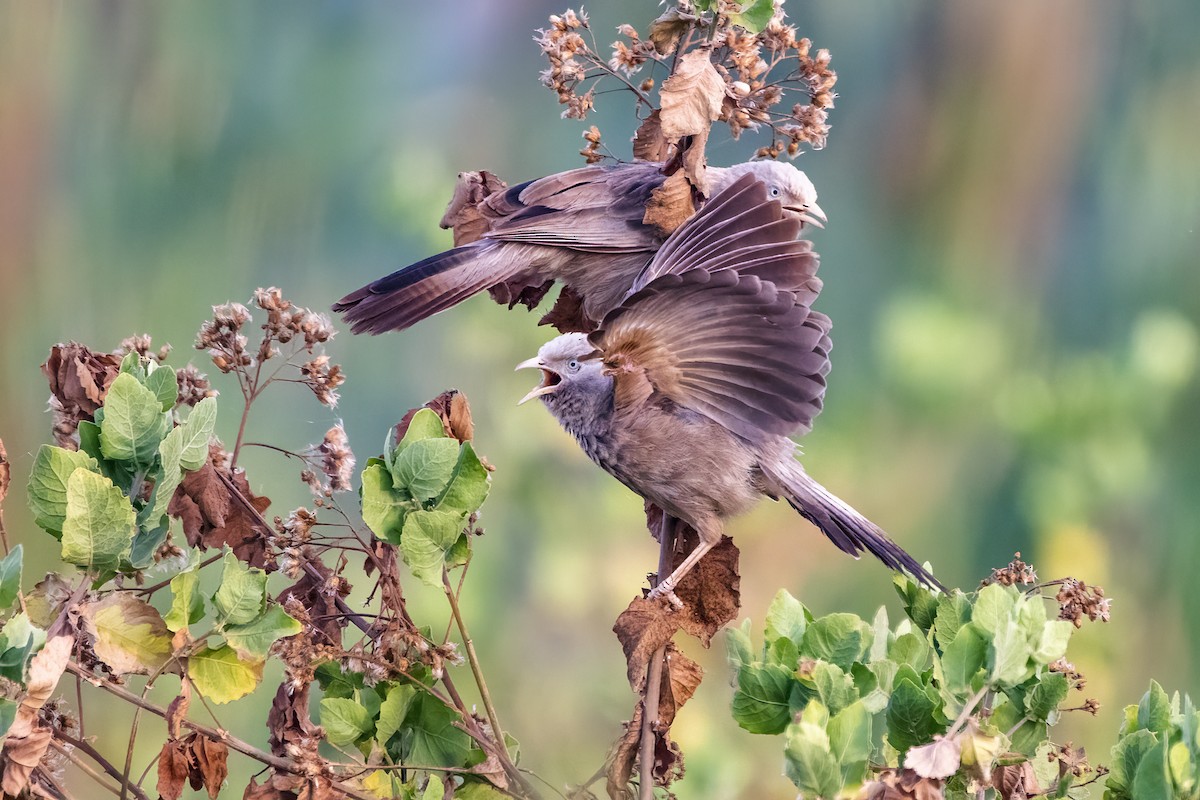 Yellow-billed Babbler - Ravi Jesudas