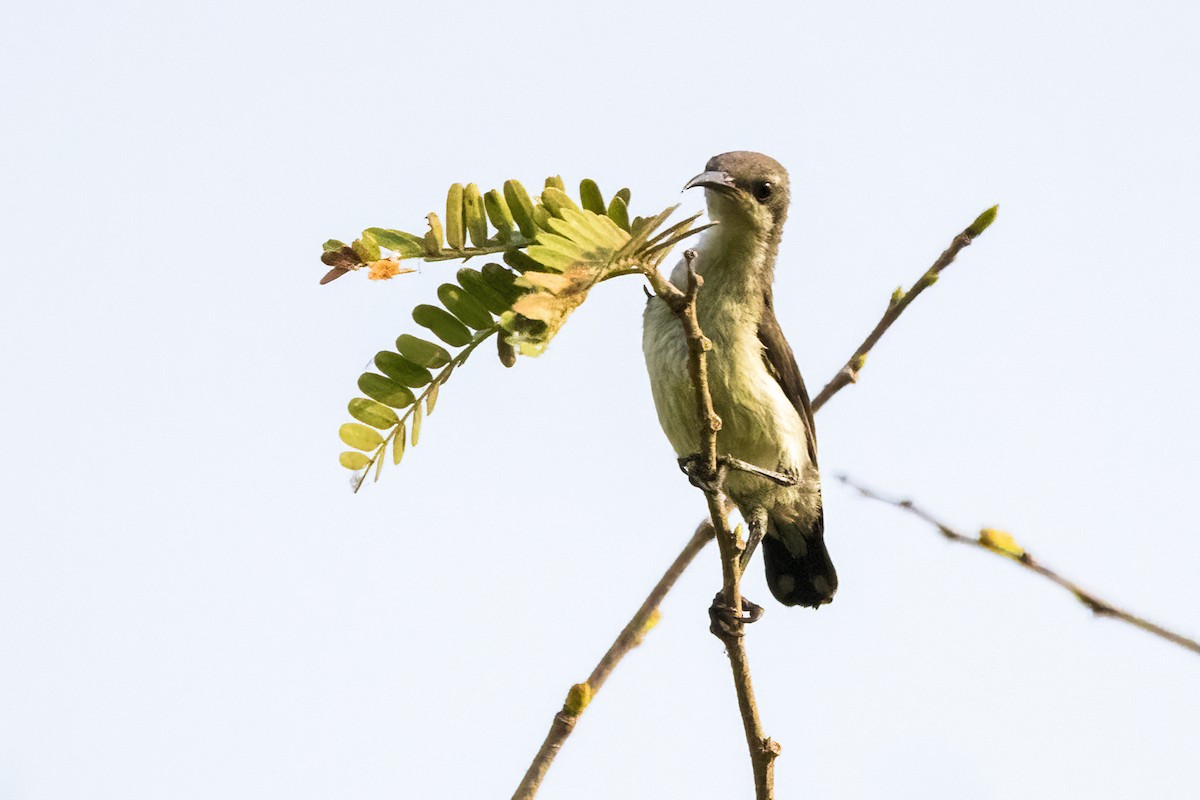 Purple Sunbird - Ravi Jesudas