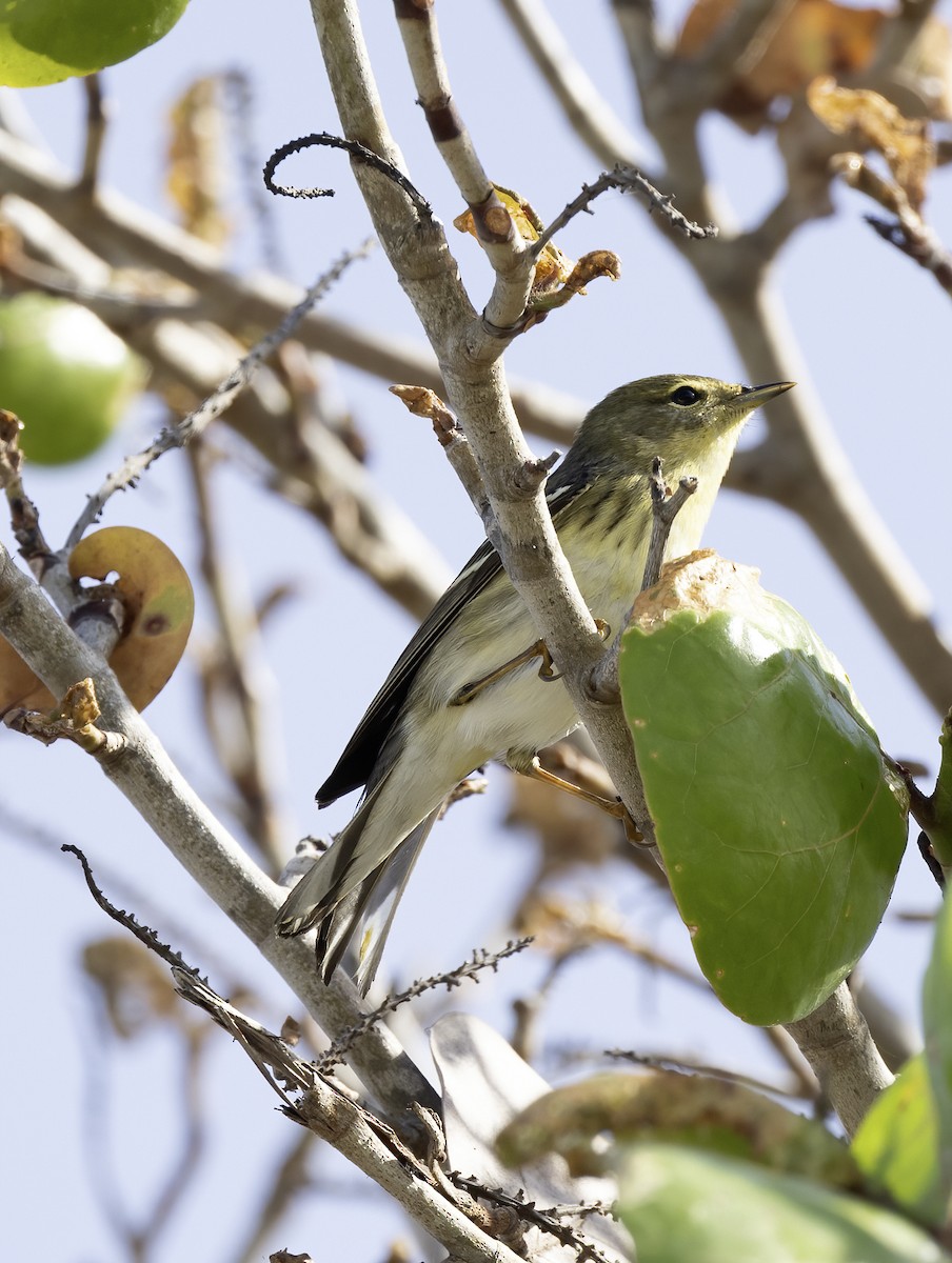 Blackpoll Warbler - Lynette Spence