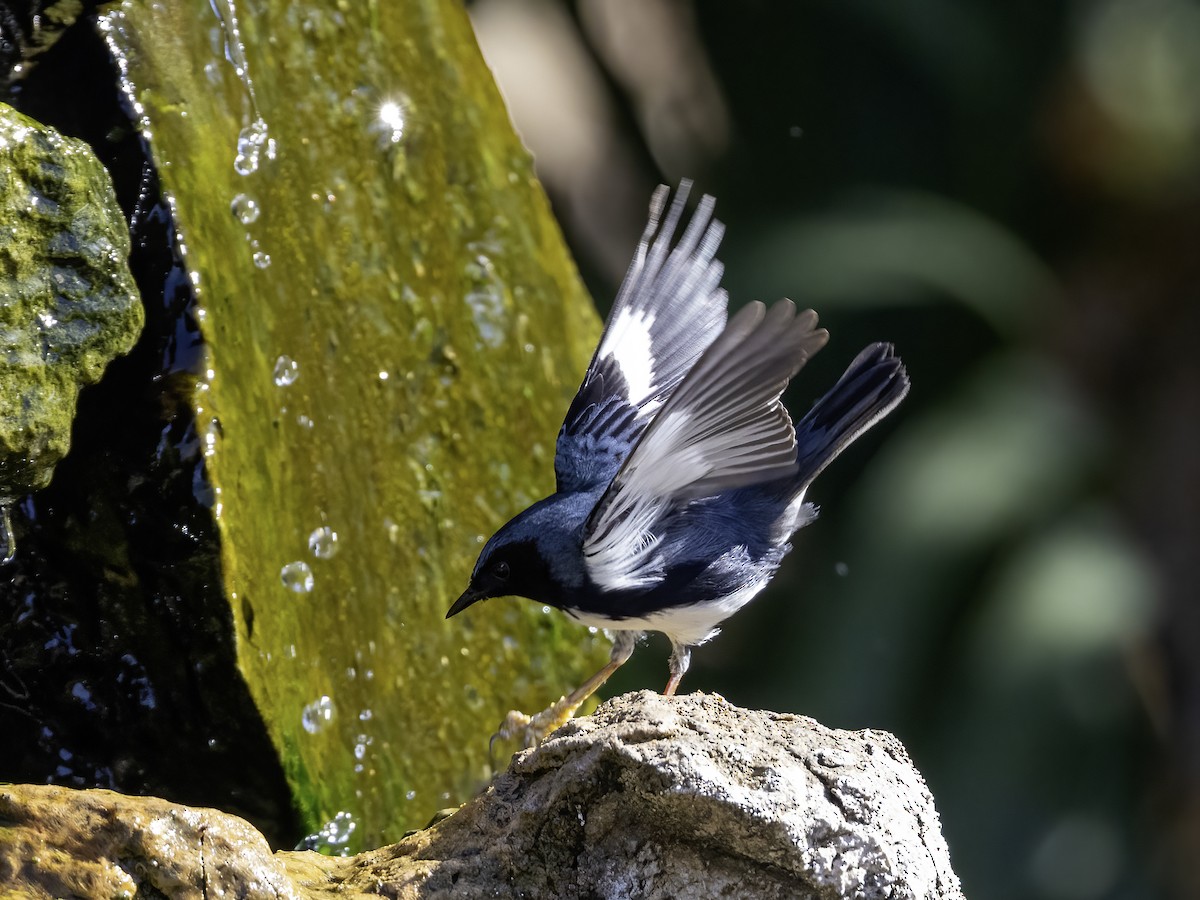 Black-throated Blue Warbler - Lynette Spence