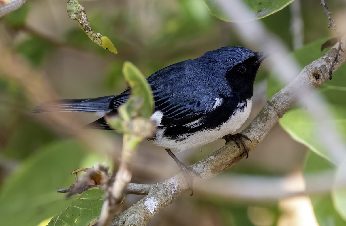 Black-throated Blue Warbler - Lynette Spence