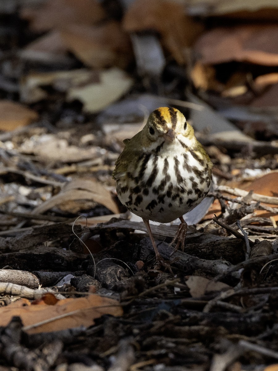 Ovenbird - Lynette Spence