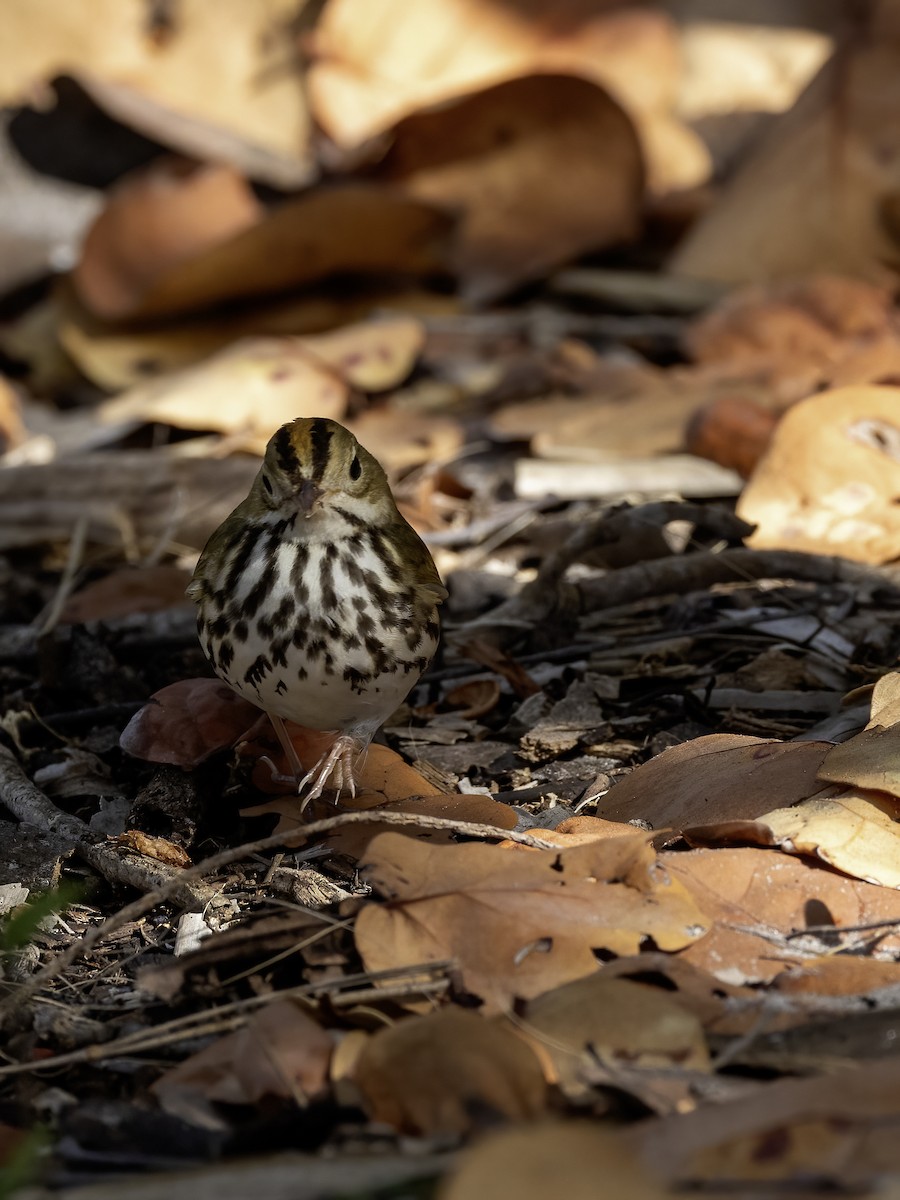 Ovenbird - Lynette Spence