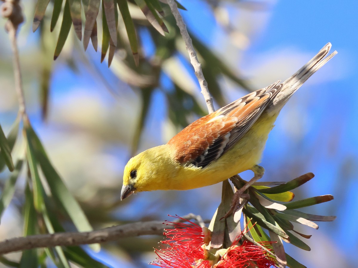 Moineau doré - ML618258425