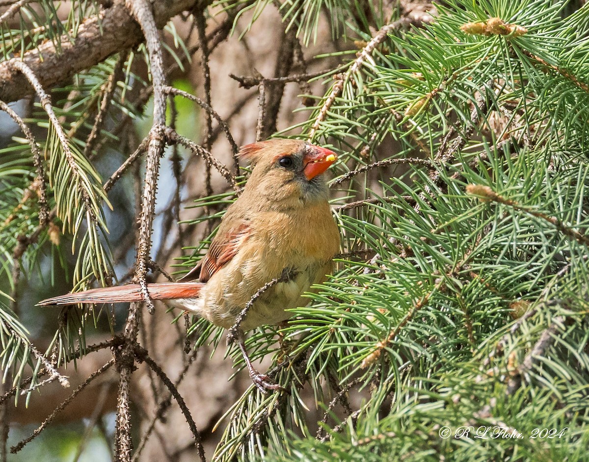 Northern Cardinal - Anonymous