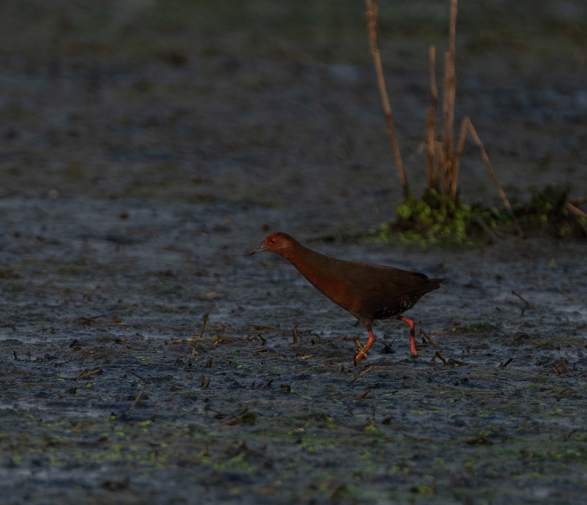 Ruddy-breasted Crake - ML618258434