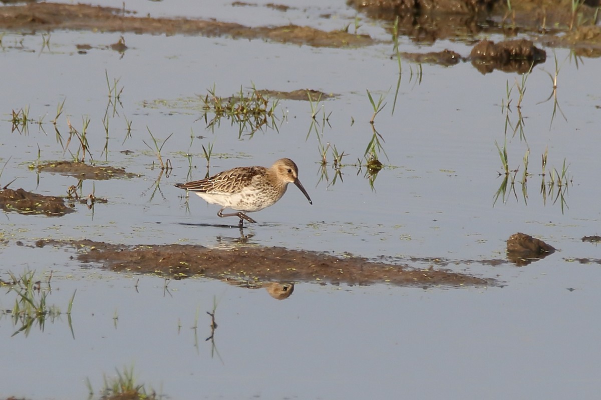 Dunlin - Delfin Gonzalez