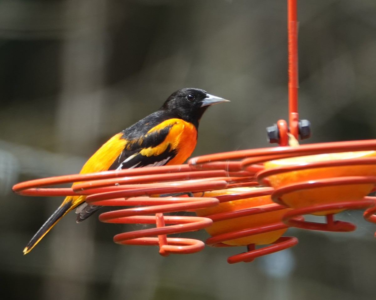 Baltimore Oriole - Michael DeWispelaere