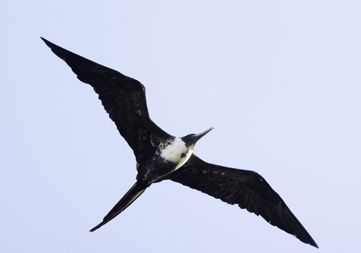 Magnificent Frigatebird - Lynette Spence