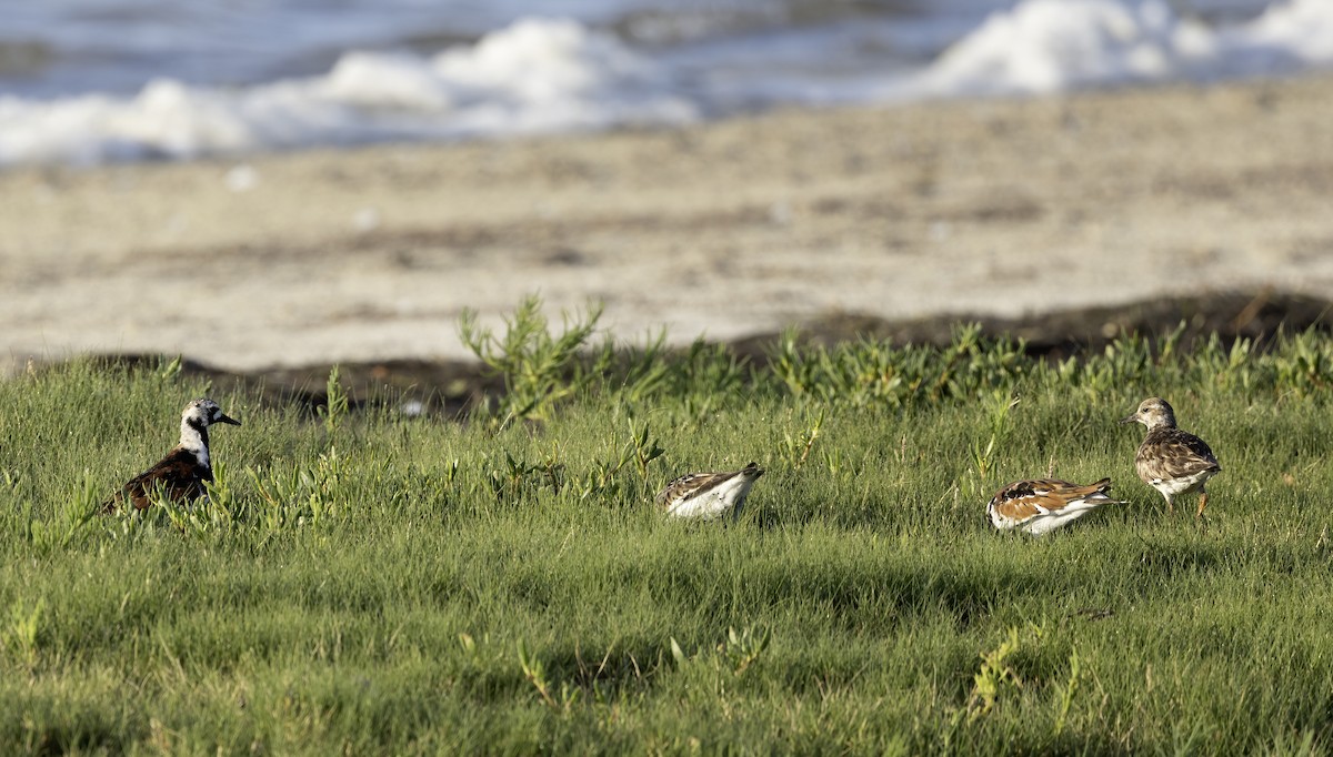 Ruddy Turnstone - Lynette Spence