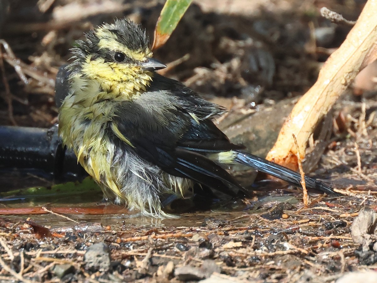 African Blue Tit - Jesus Miguel Remírez Gómez