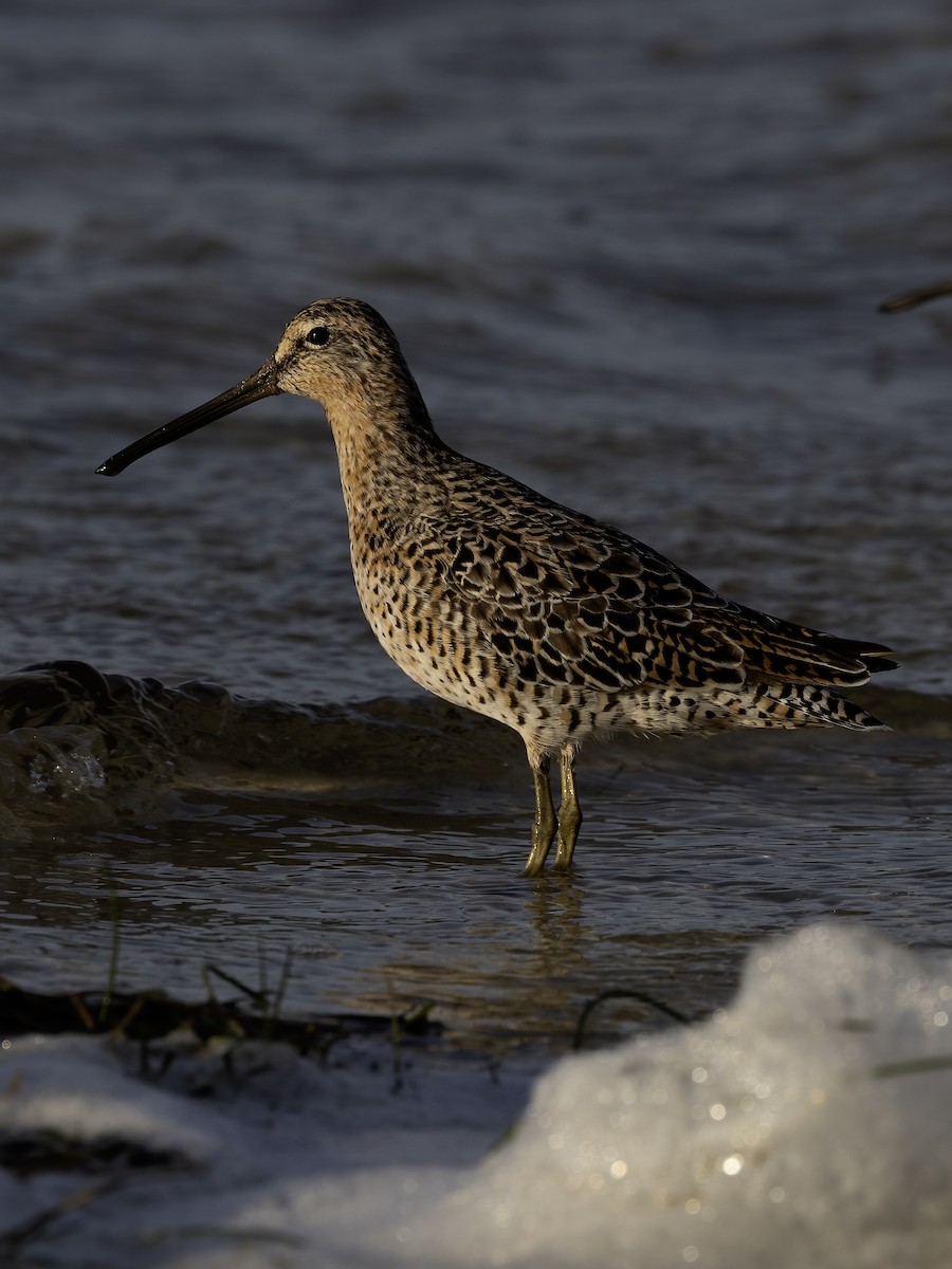 Short-billed Dowitcher - Lynette Spence