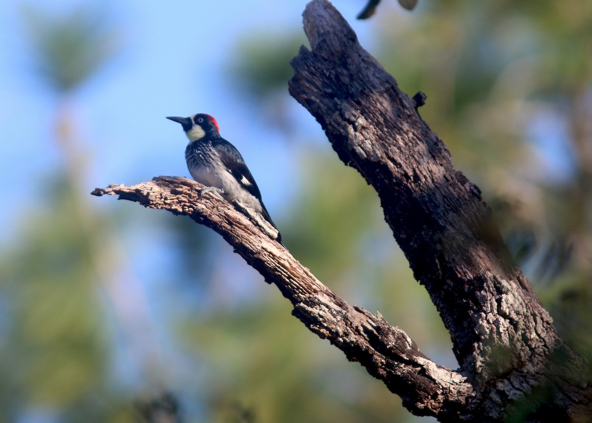 Acorn Woodpecker - ML618258466