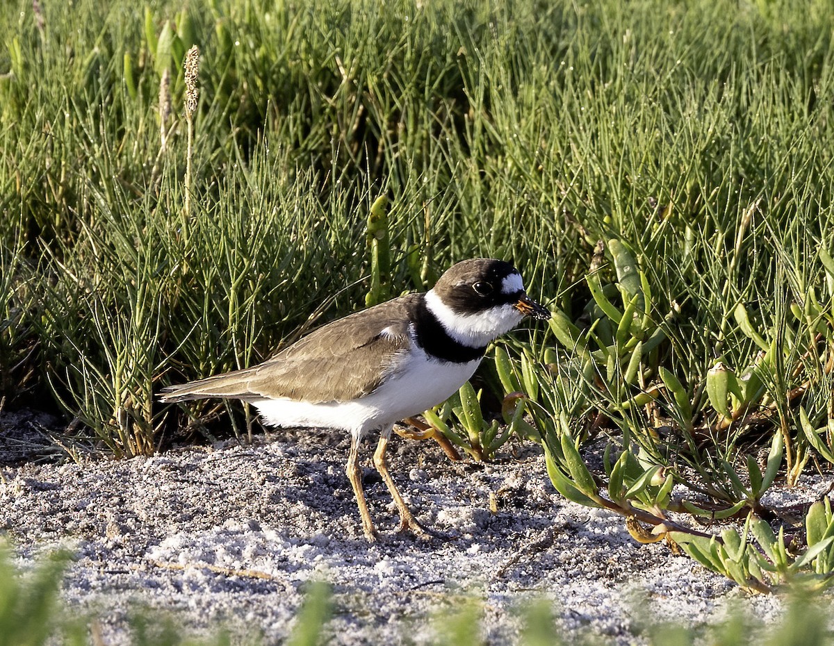Semipalmated Plover - Lynette Spence