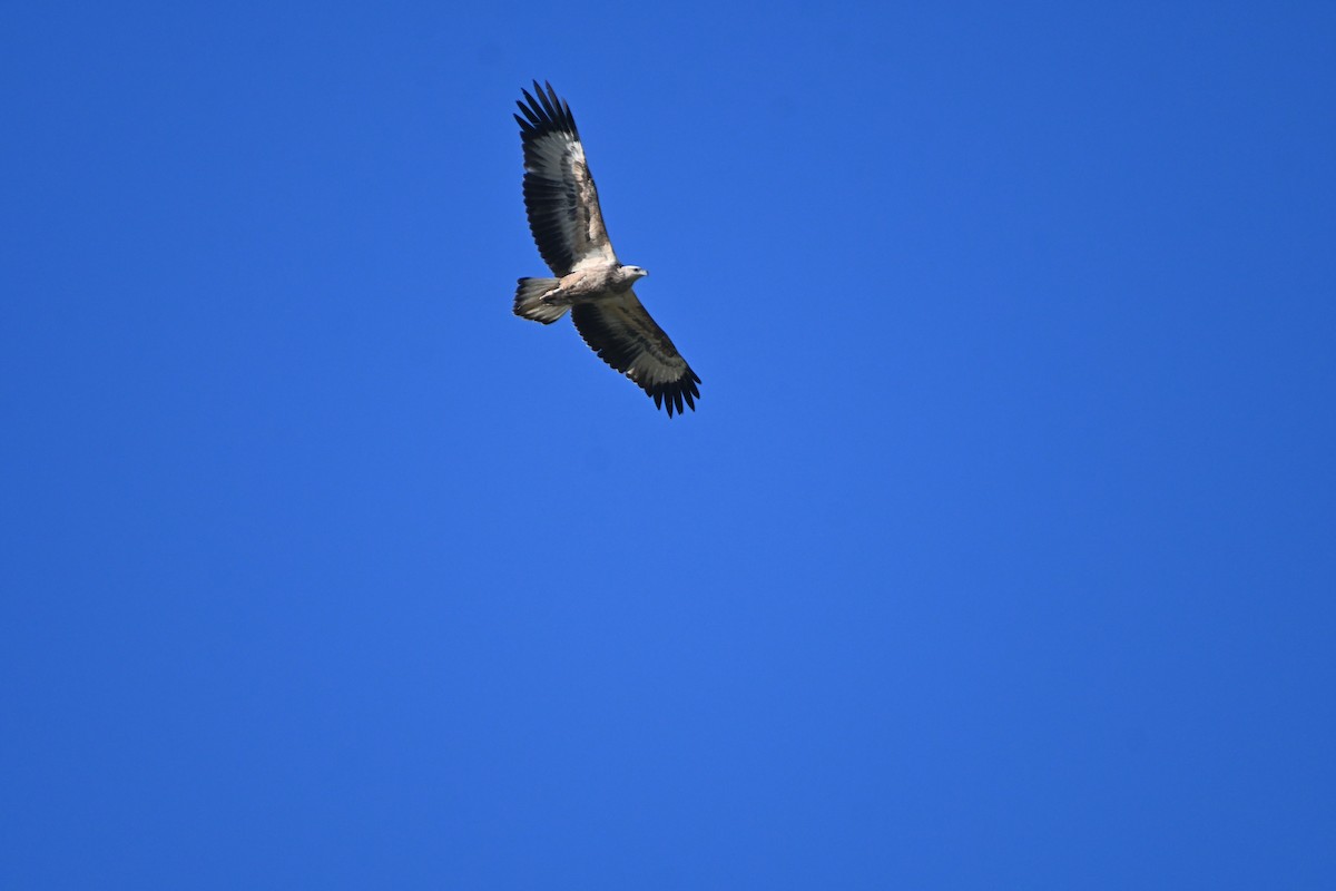 White-bellied Sea-Eagle - Hitomi Ward