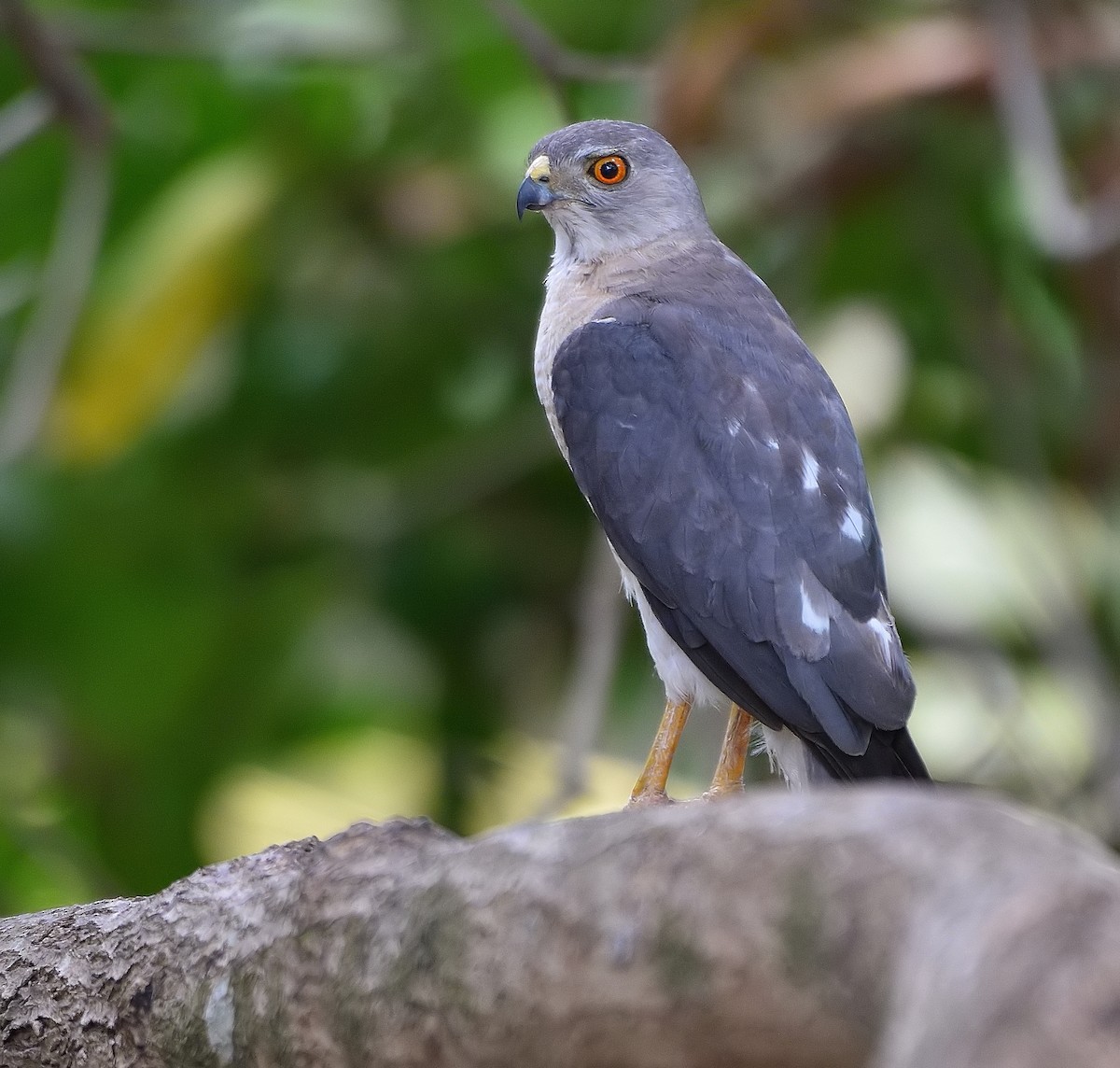 Common Hawk-Cuckoo - Arun Prabhu