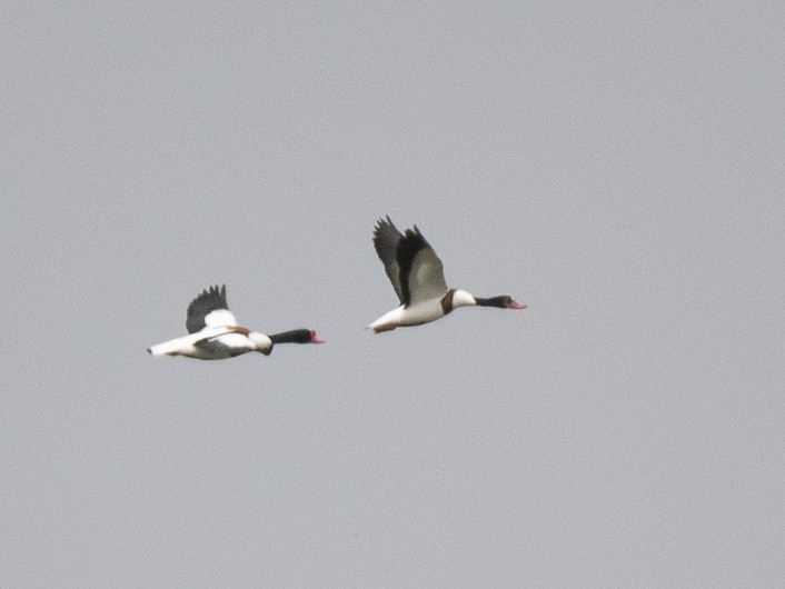 Common Shelduck - ML618258505