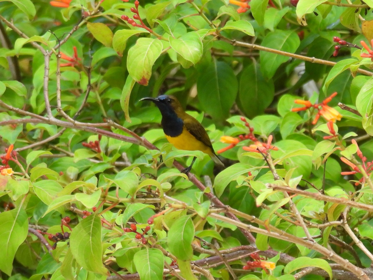 Ornate Sunbird - Helen Erskine-Behr