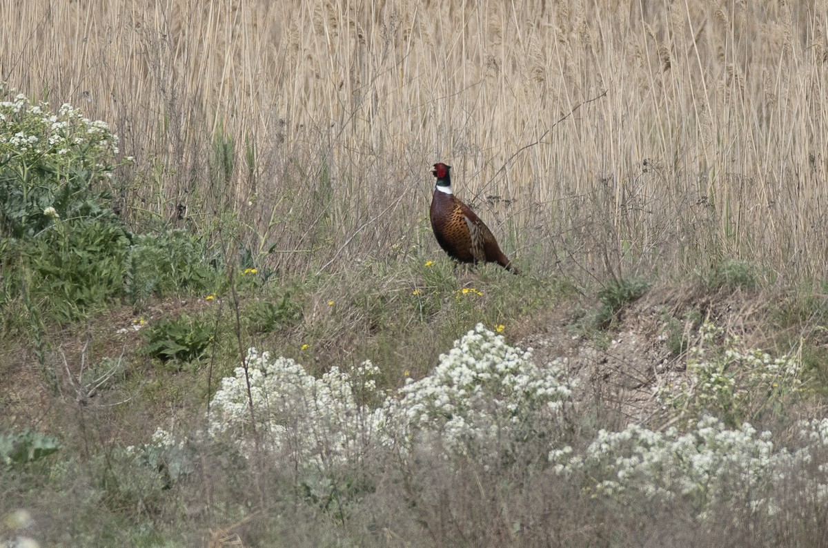 Ring-necked Pheasant - ML618258510