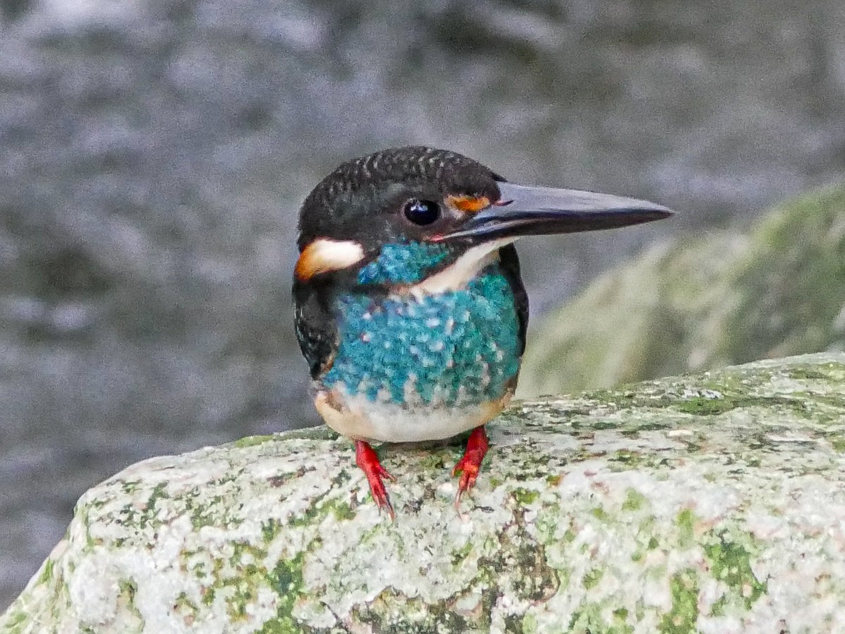 Malaysian Blue-banded Kingfisher - Ming T