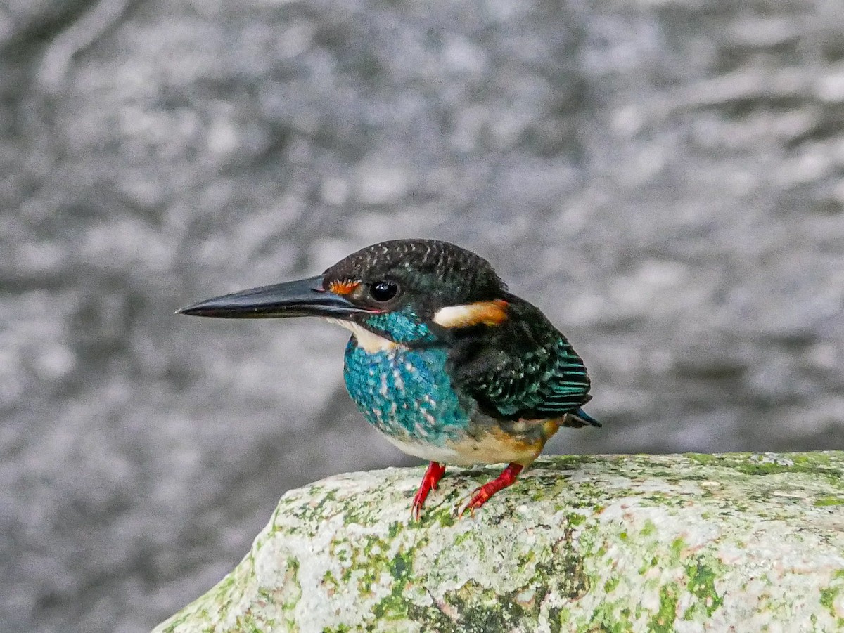 Malaysian Blue-banded Kingfisher - Ming T