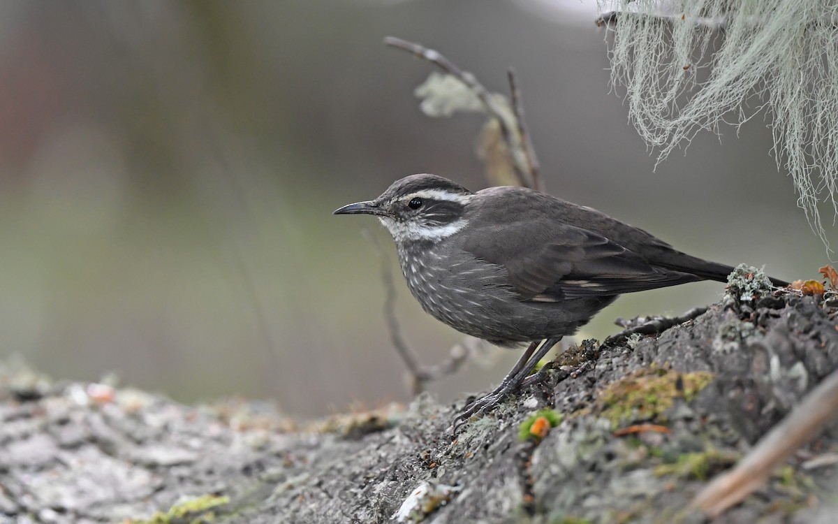 Dark-bellied Cinclodes - ML618258541