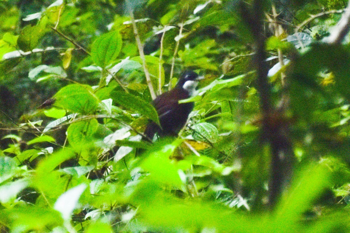 Wayanad Laughingthrush - ML618258547