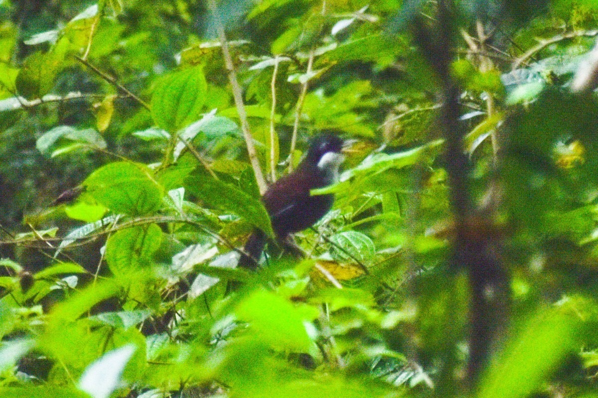 Wayanad Laughingthrush - ML618258551