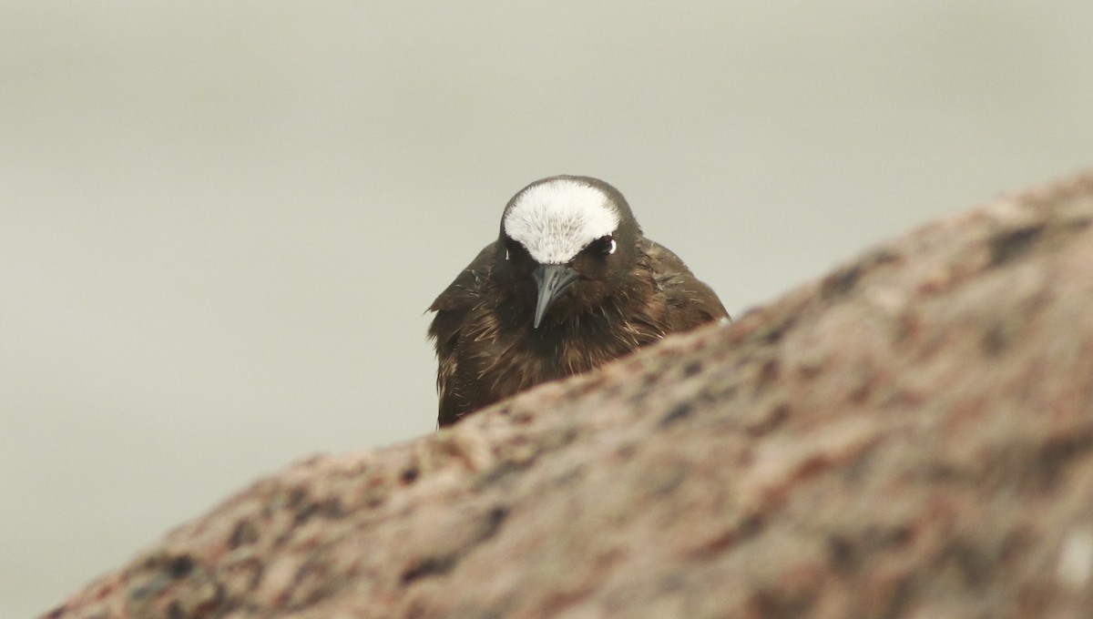 Black Noddy - Scotty Lofland