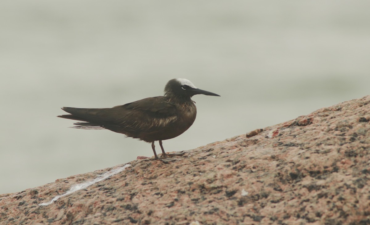 Black Noddy - Scotty Lofland