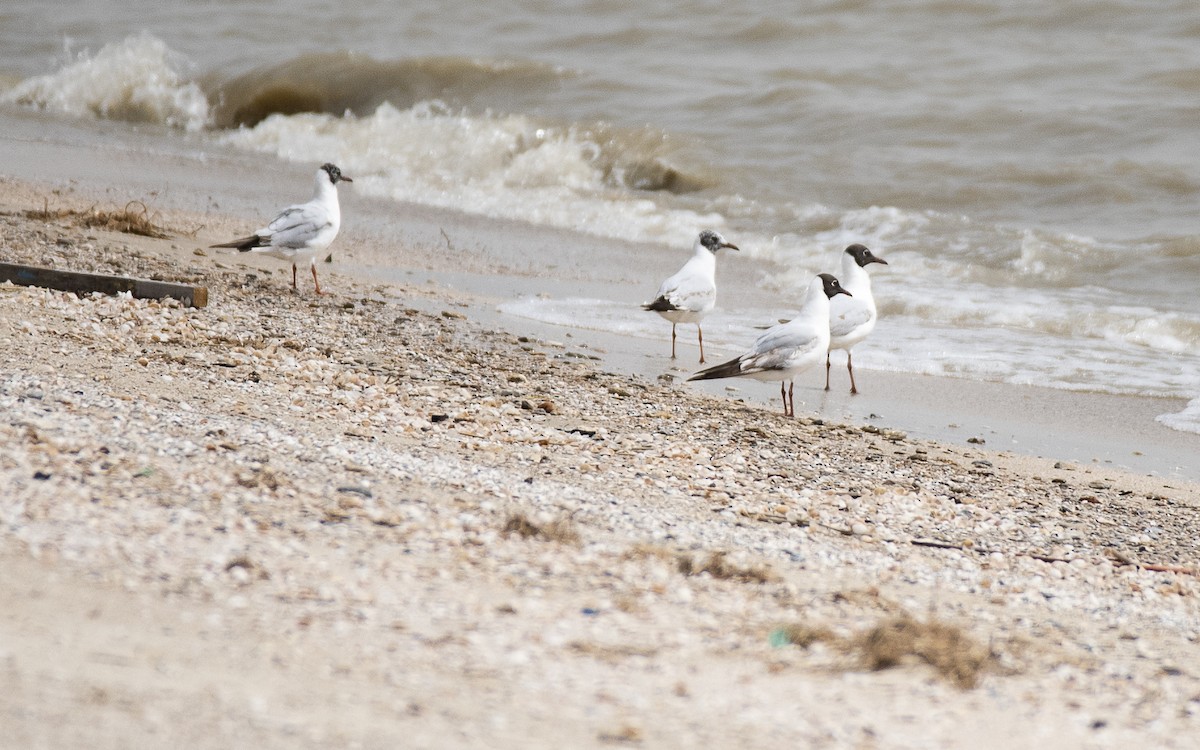 Black-headed Gull - ML618258577