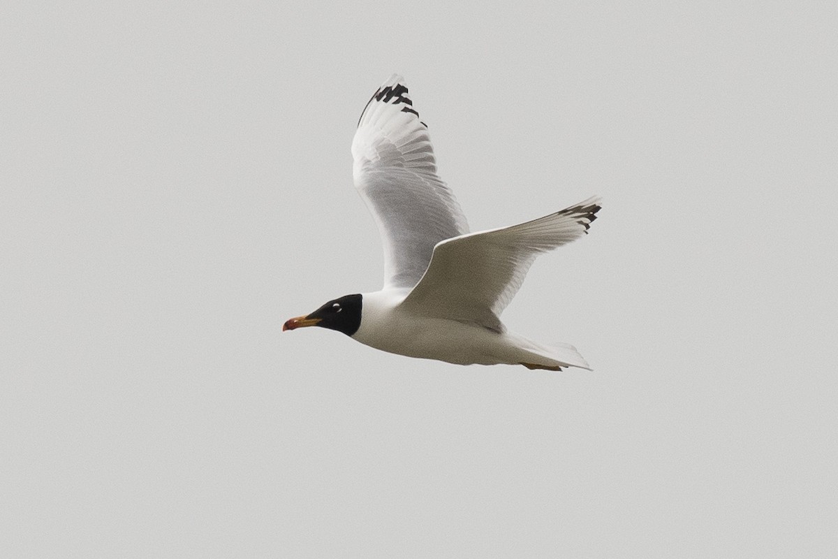 Pallas's Gull - ML618258580