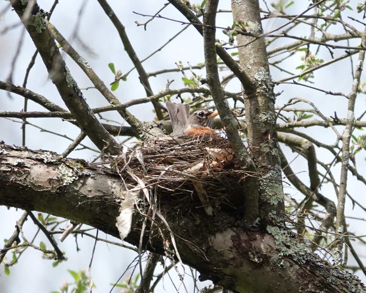 American Robin - Michael DeWispelaere