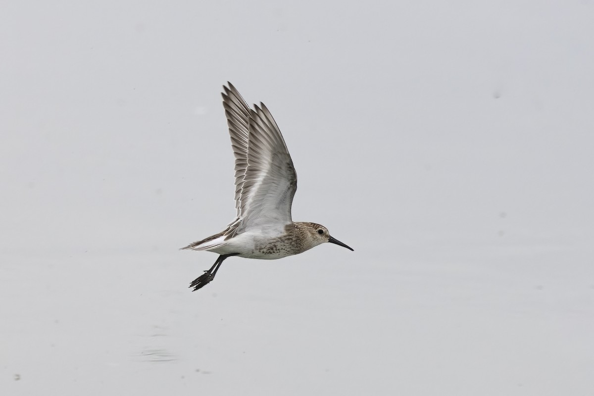 Dunlin - Delfin Gonzalez