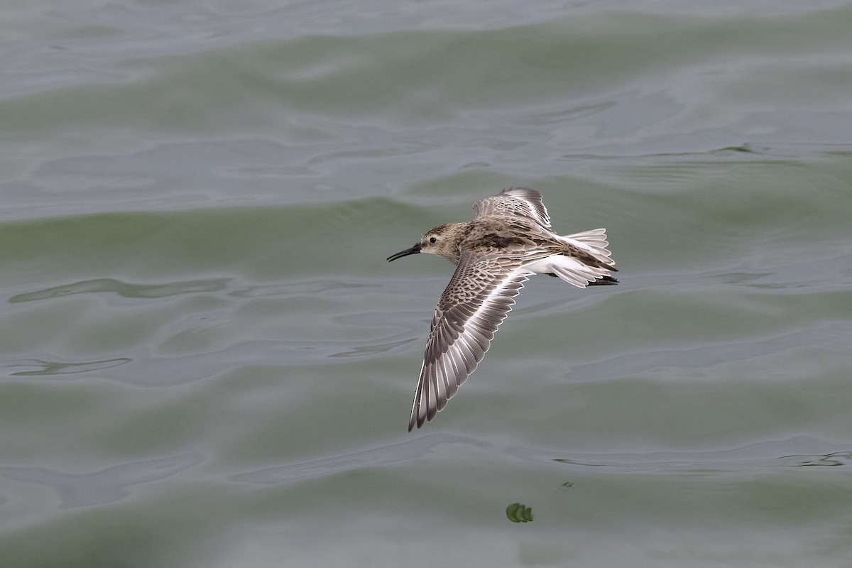 Dunlin - Delfin Gonzalez