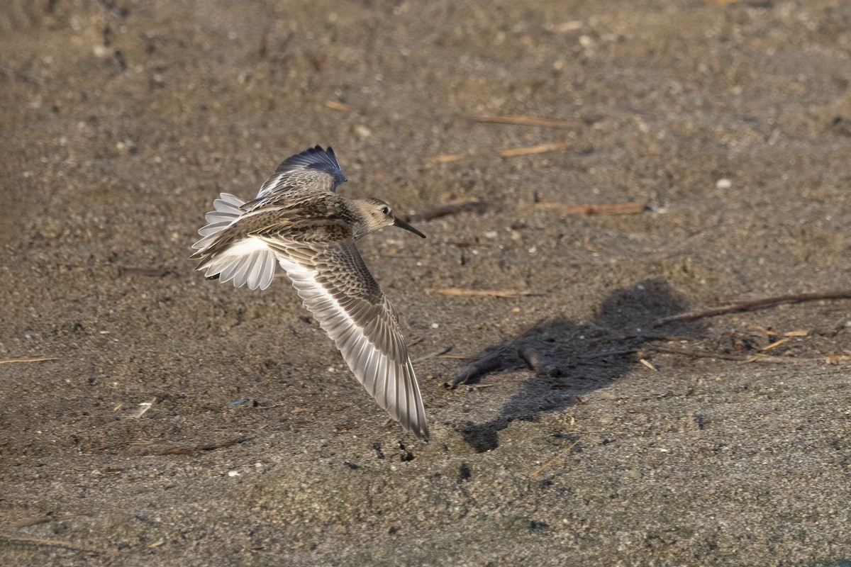 Dunlin - Delfin Gonzalez