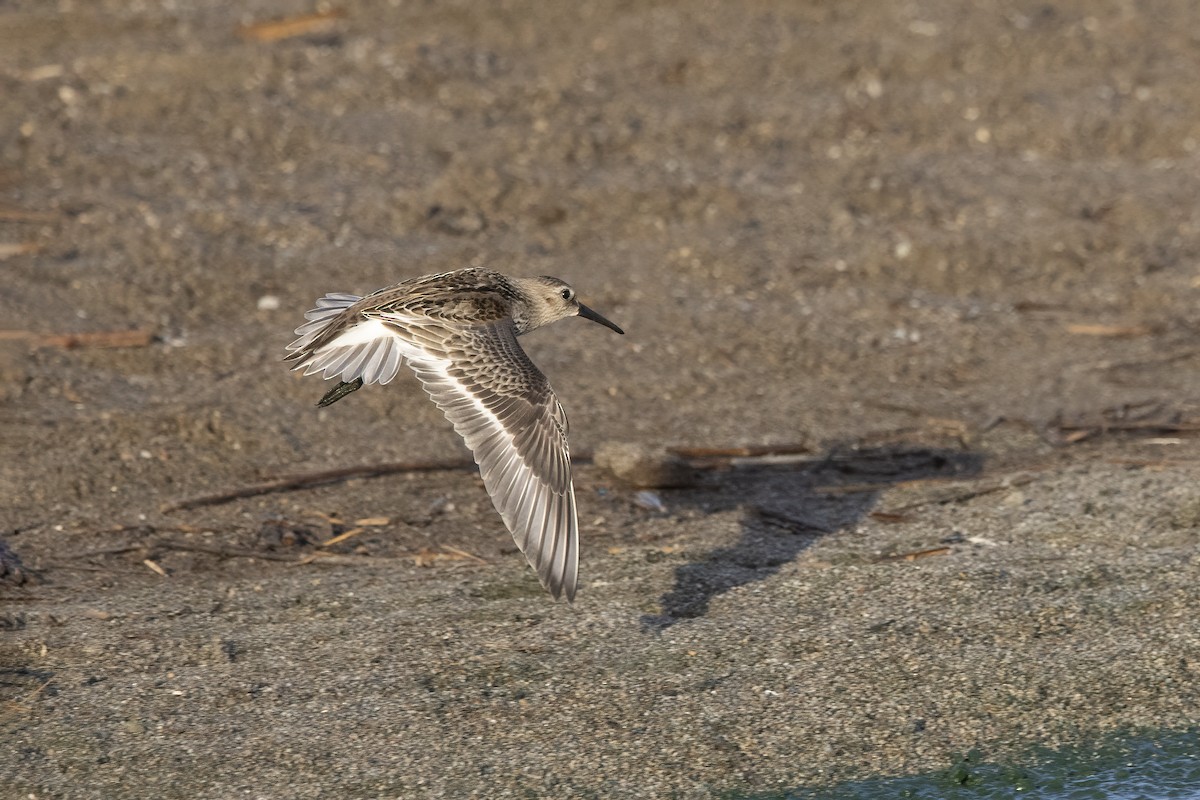 Dunlin - Delfin Gonzalez