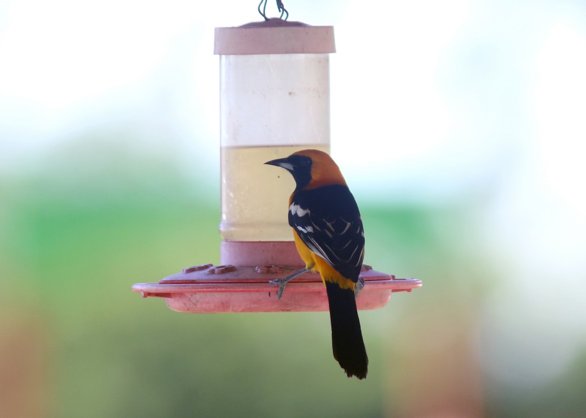 Hooded Oriole - Jared Clarke