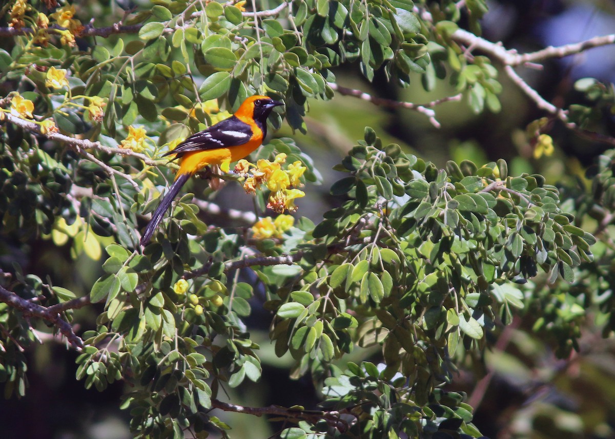 Hooded Oriole - Jared Clarke