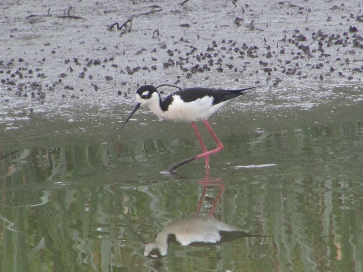 Black-necked Stilt - Mark Rhodes