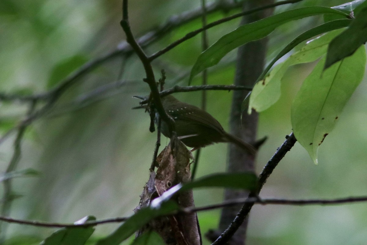 Brown-bellied Stipplethroat - Richard Dunn