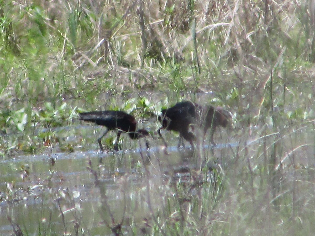 Glossy Ibis - ML618258650