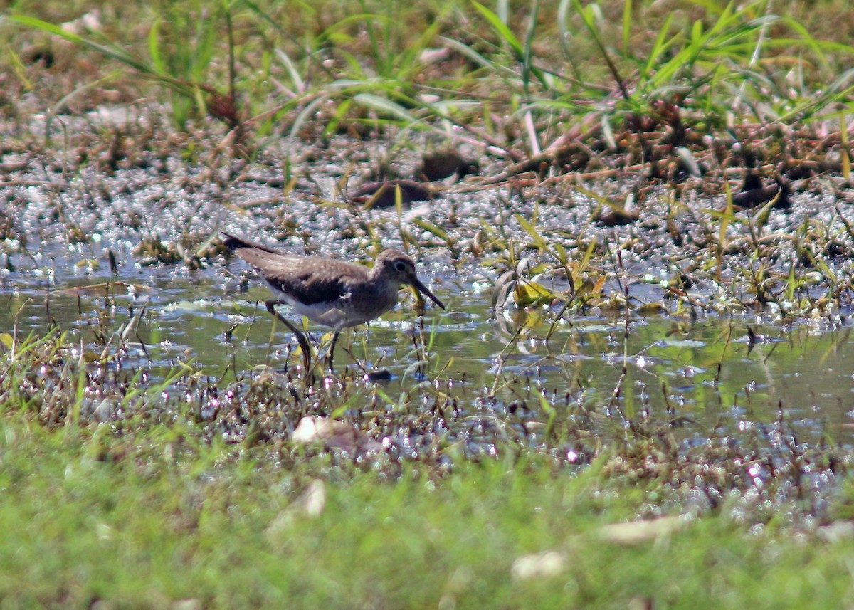 Solitary Sandpiper - ML618258655