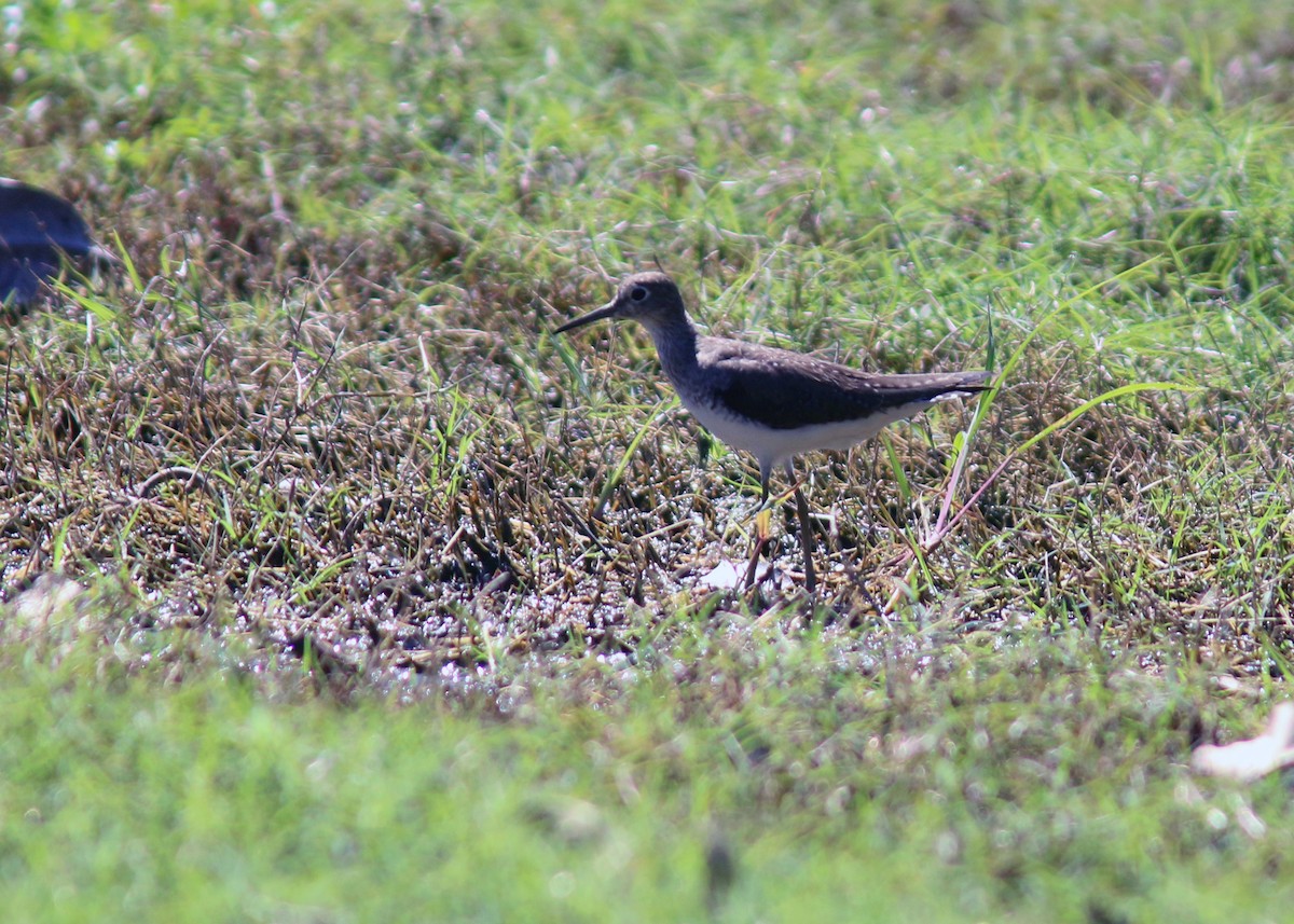 Solitary Sandpiper - ML618258656